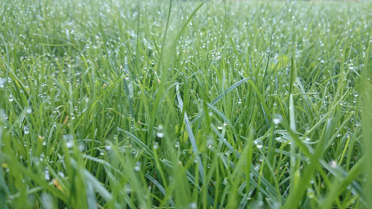 grass, growth, field, green color, nature, beauty in nature, plant, full frame, tranquility, freshness, blade of grass, close-up, backgrounds, selective focus, grassy, growing, day, rural scene, farm, outdoors