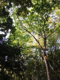 Low angle view of trees against sky