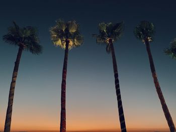 Low angle view of coconut palm trees against sky during sunset