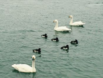 Swans swimming in lake