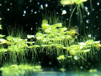 Close-up of yellow flowering plants in lake