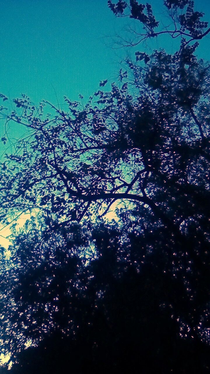 LOW ANGLE VIEW OF BRANCHES AGAINST SKY