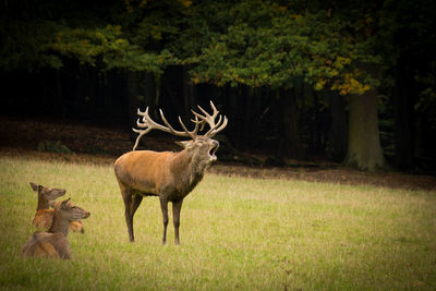 Deer on field in forest