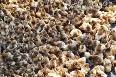 High angle view of baby chickens