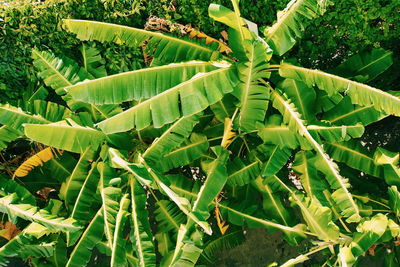 High angle view of green leaves on plant