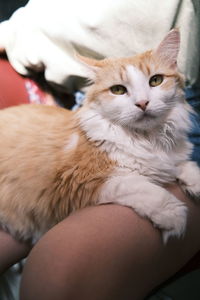 Close-up of cat relaxing on bed