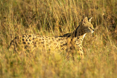 Side view of a cat on field