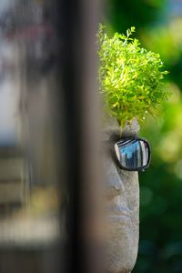 Close-up of sunglasses