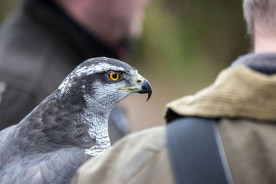 Close-up of pigeon