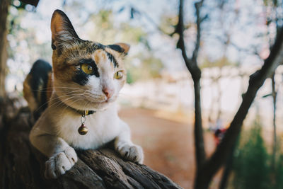 Close-up portrait of a cat looking away