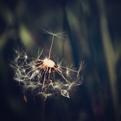 Close-up of wilted dandelion