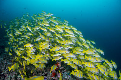 Fish swimming in sea