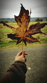 Close-up of hand holding leaf on field against sky