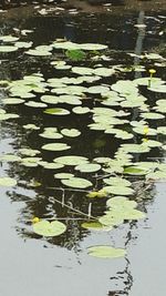 Reflection of leaves in water