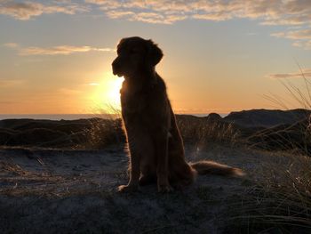 Dog sitting on field during sunset