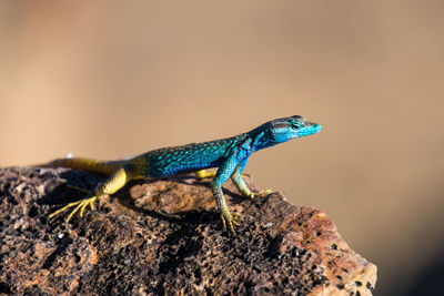 Close-up of lizard on rock