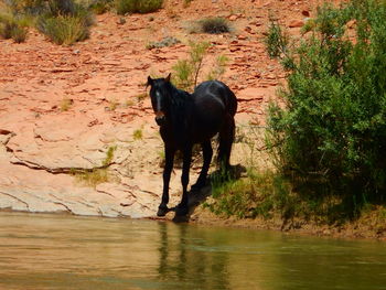 Wild horse on river bank