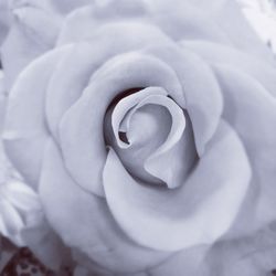 Full frame shot of white rose