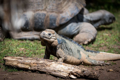 Lizard by tortoise on field