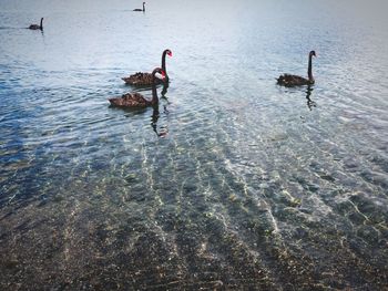 Black swan birds swimming on lake