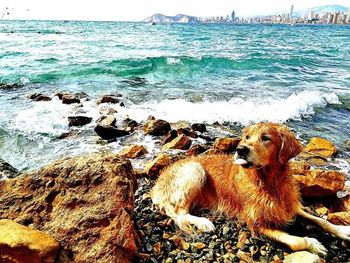 Dog on beach by sea