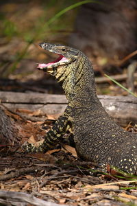 Close-up of a lizard on a field