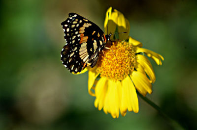 Close-up of insect on yellow flower