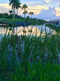 View of palm trees against cloudy sky