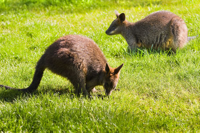 Rabbit on grassy field