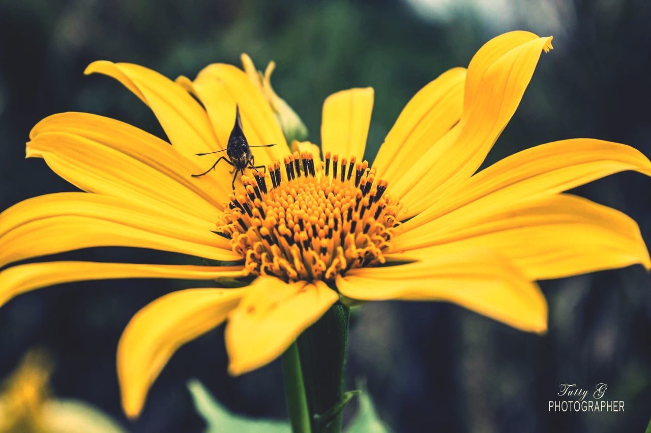 flower, petal, yellow, insect, animals in the wild, animal themes, one animal, fragility, nature, freshness, animal wildlife, growth, pollen, bee, day, flower head, beauty in nature, outdoors, plant, focus on foreground, no people, pollination, close-up, blooming