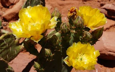 Close-up of yellow flowers