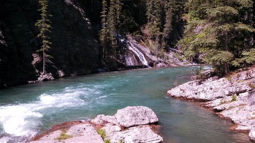 River in forest