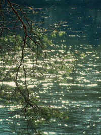 Reflection of trees in water