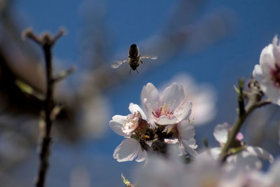 Close-up of insect on flower