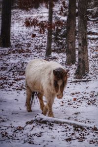 Dog standing on snow covered trees