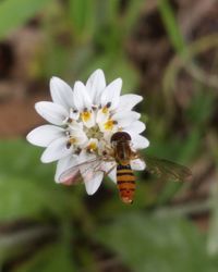 Close-up of bee pollinating on white flower