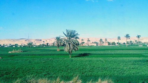 Scenic view of agricultural field against clear sky
