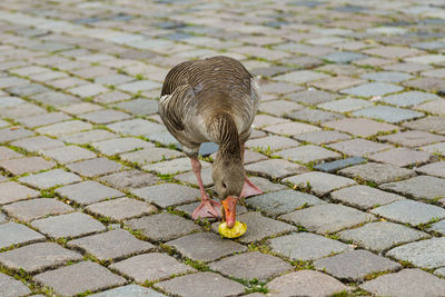 High angle view of bird eating fruit on footpath