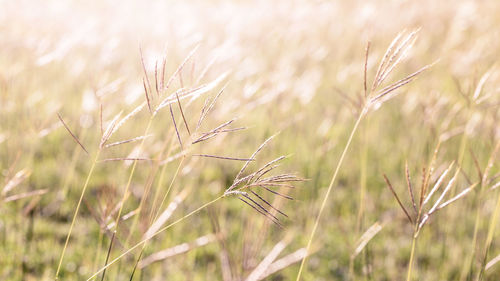 Close-up of stalks in field