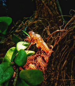 Close-up of insect on plant