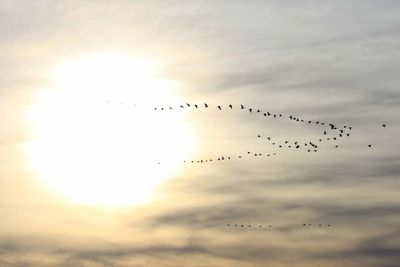 Low angle view of birds flying in sky