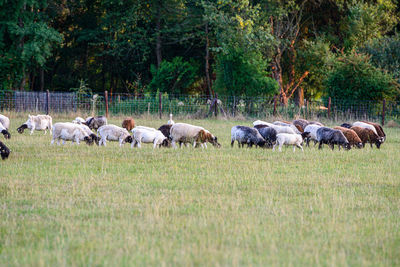 Horses grazing in a field