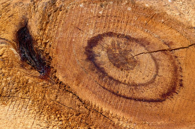 Full frame shot of tree stump