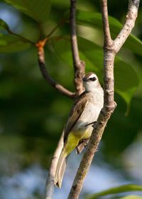 Bird perching on branch