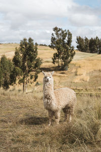 Portrait of alpaca on field