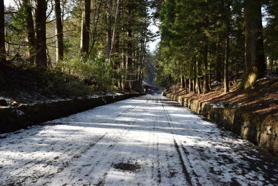 Road amidst trees in forest