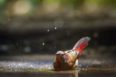 Close-up of duck swimming in lake