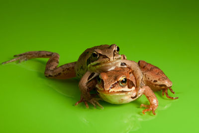 Close-up of frog on green background