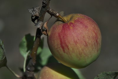 Close-up of fruit