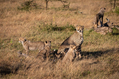 Cheetah on field in zoo